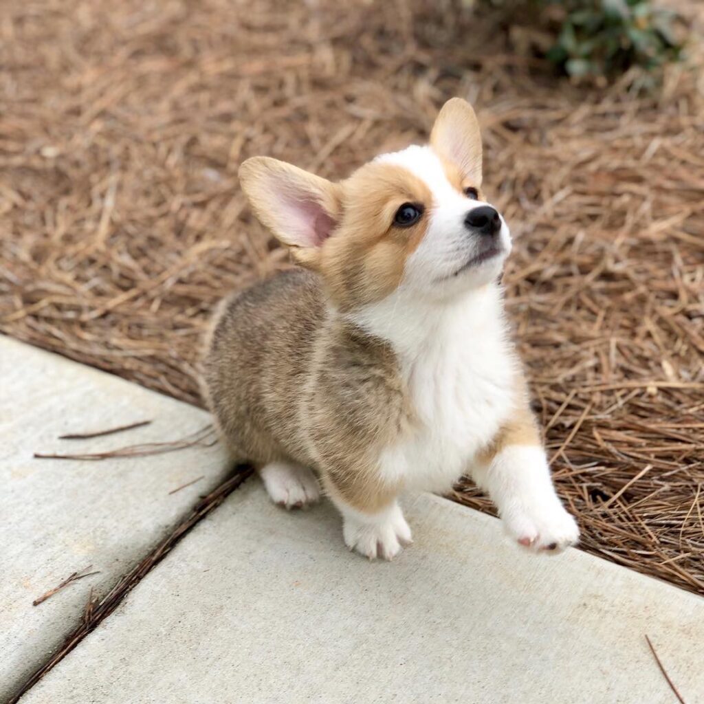 Lena
