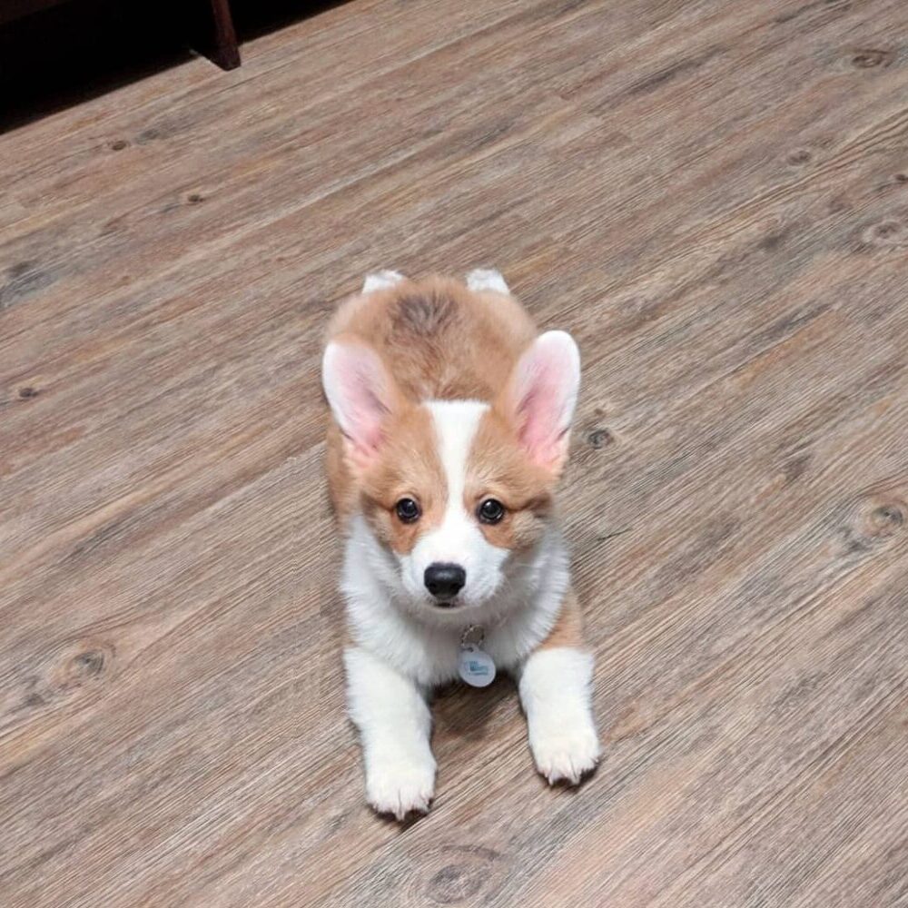 Obi