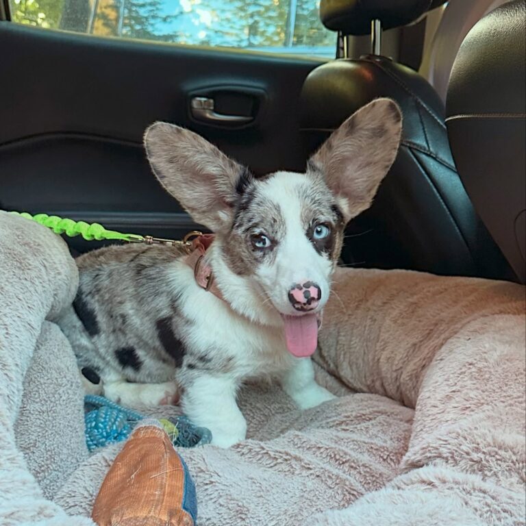 Stella
