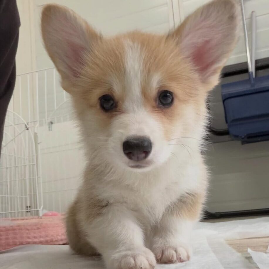 Tippy