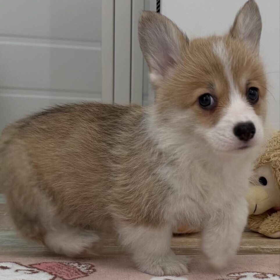 Toby
